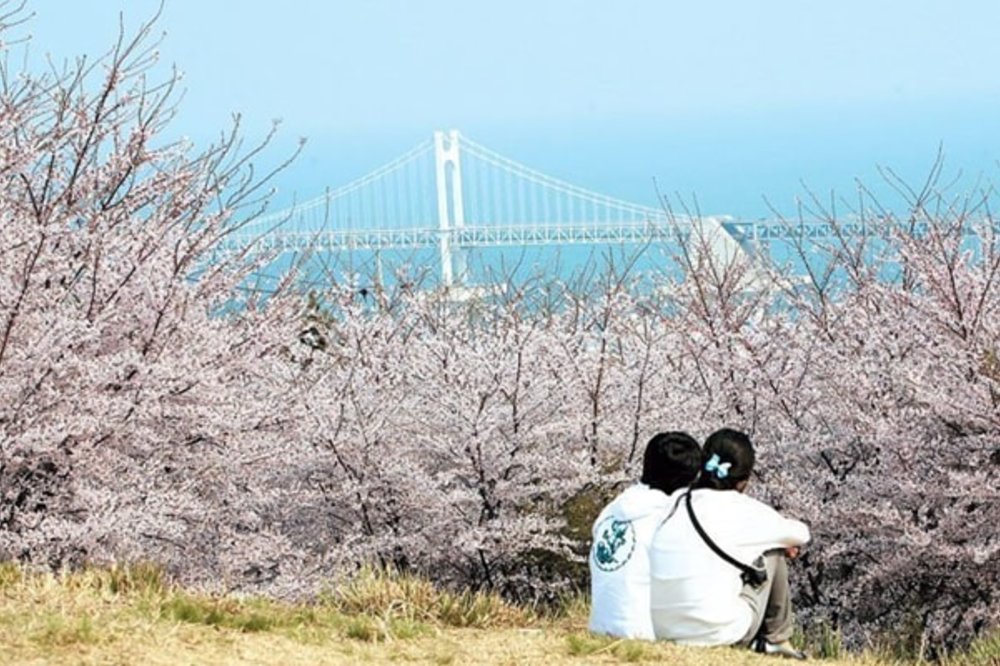 ขอบคุณภาพจาก: https://www.mushroomtravel.com/page/busan-korea-april/