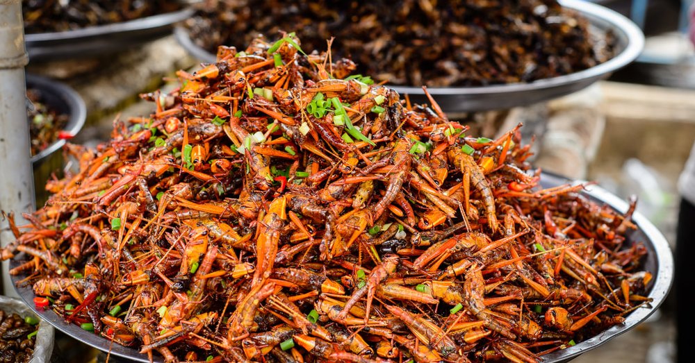 Món Ăn Từ Côn Trùng