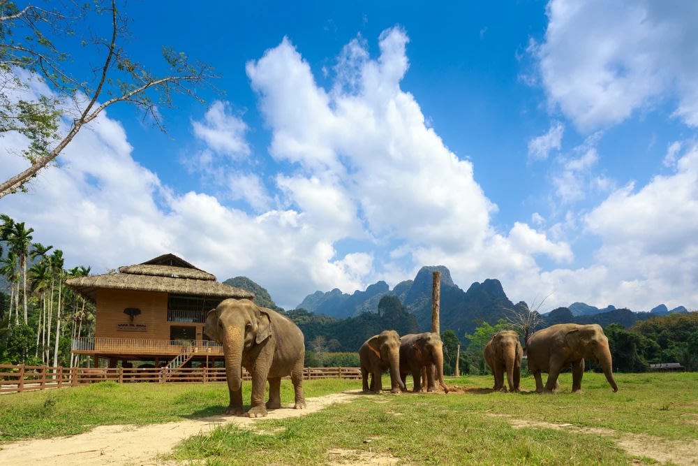 5.象とふれあうエシカルな体験(カオソック国立公園)