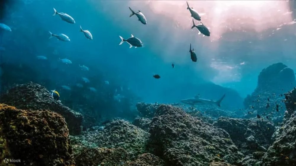 シャーク ポイント