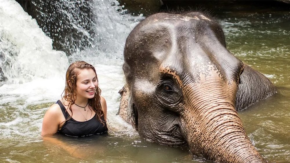 a woman bathing with an elephant in thailand