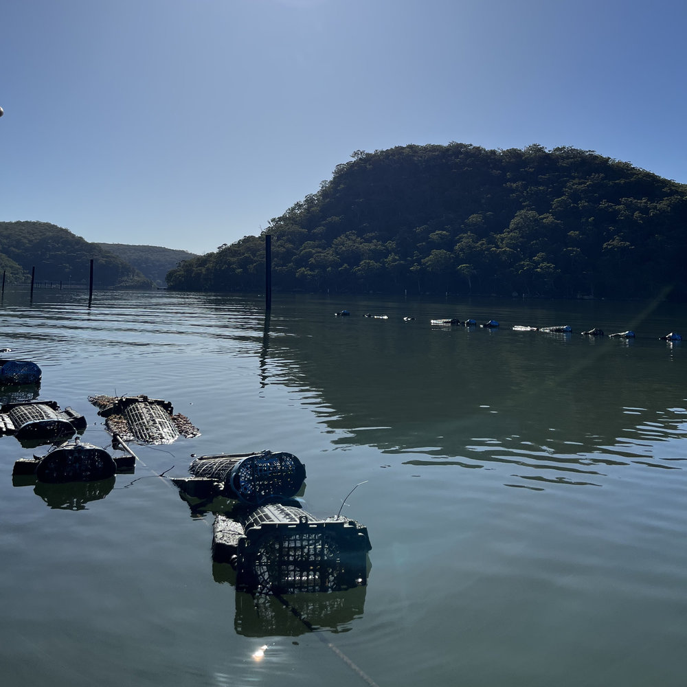 Sydney Oyster Farm