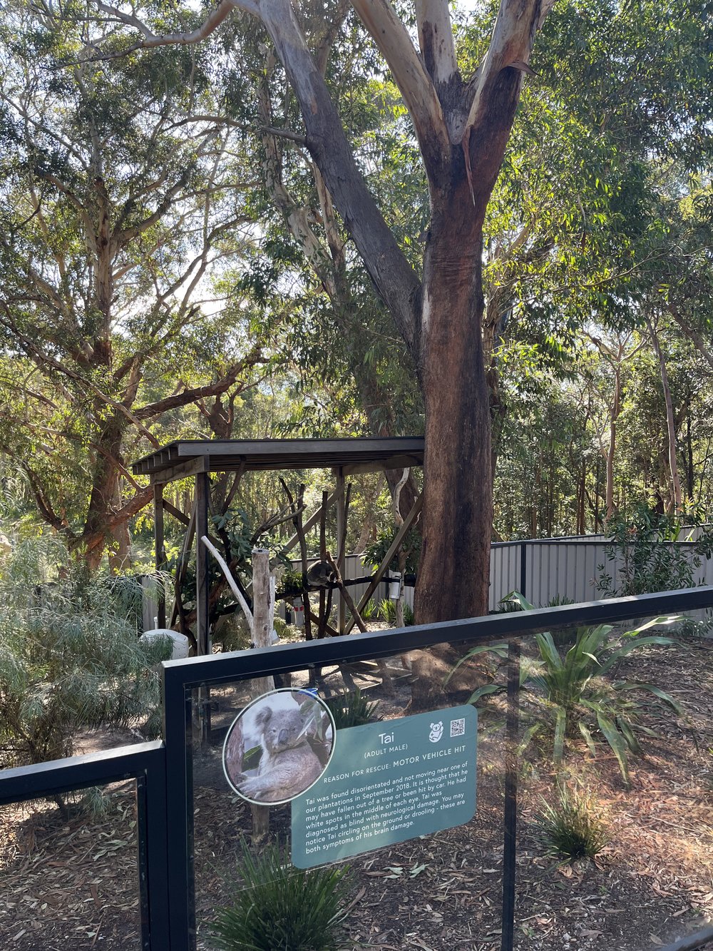Port Stephens Koala Sanctuary