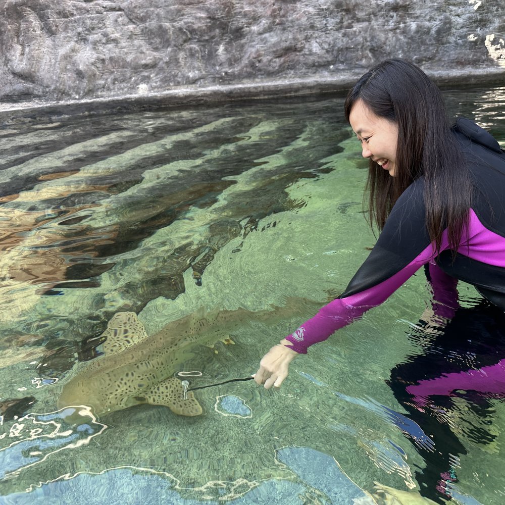 Irukandji Shark & Ray Encounters