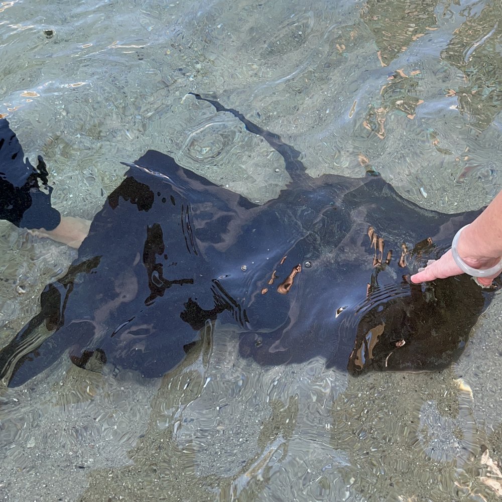 Irukandji Shark & Ray Encounters