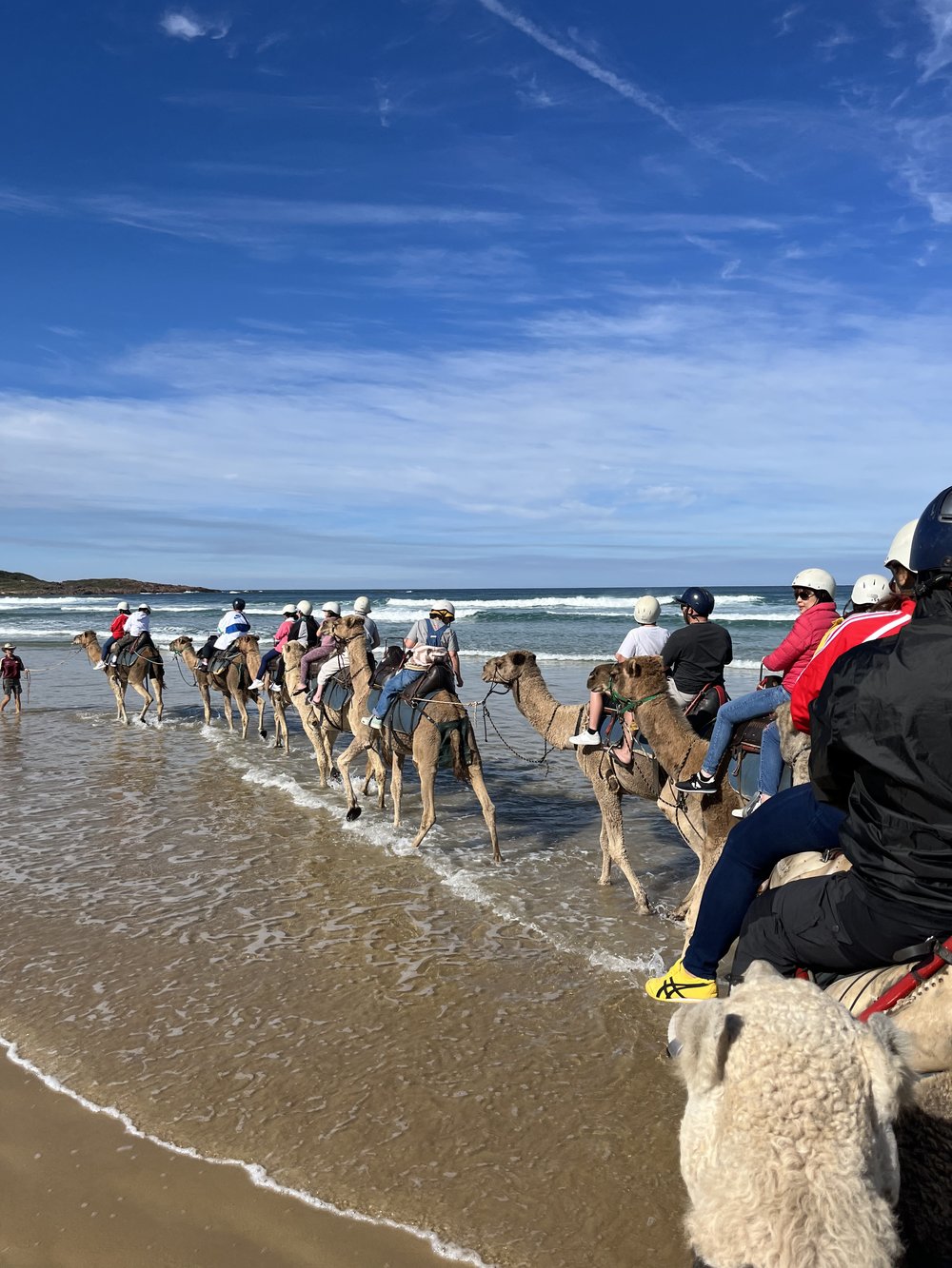 Oakfield Ranch Camel Rides