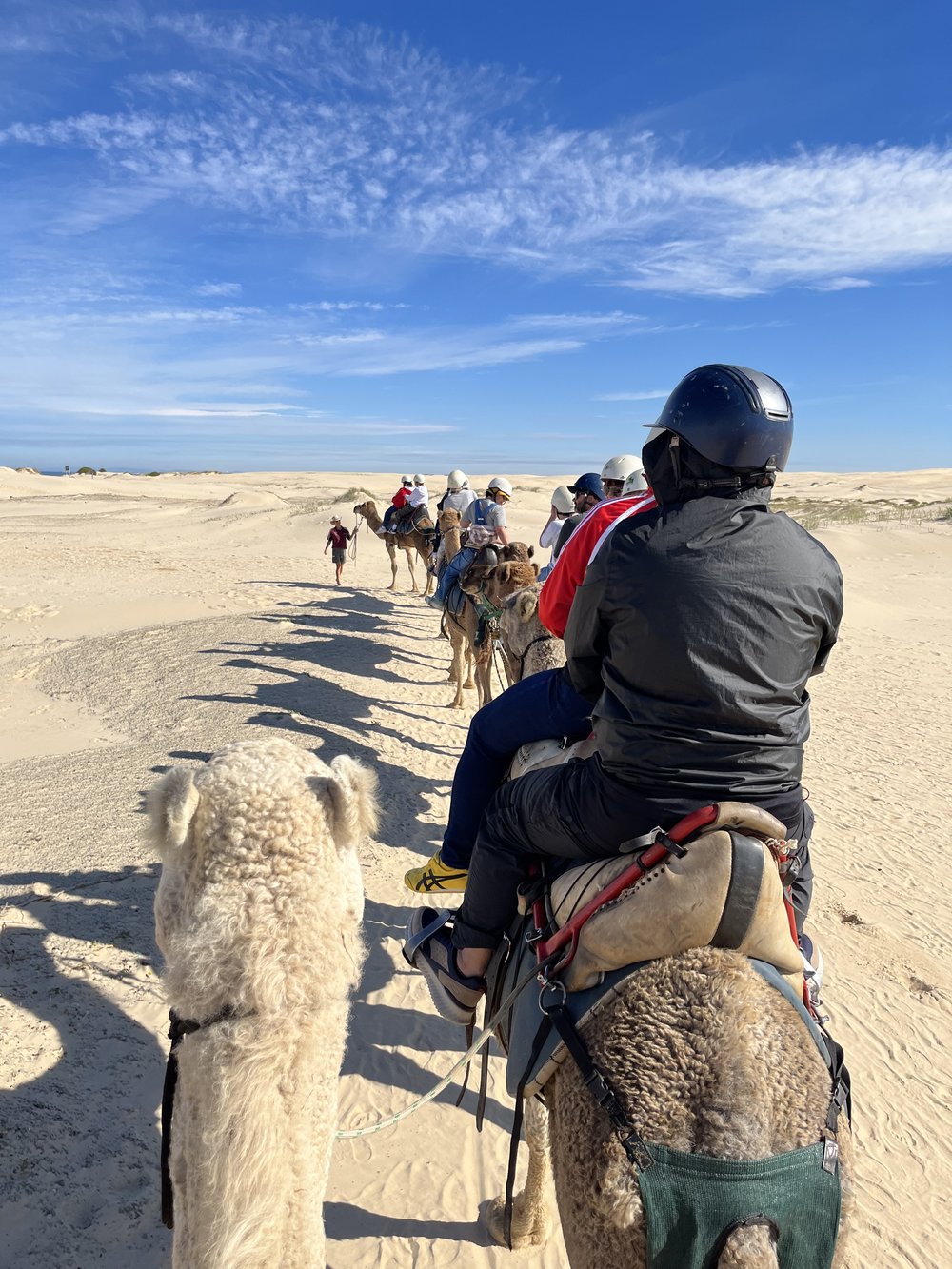 Oakfield Ranch Camel Rides in Port Stephens