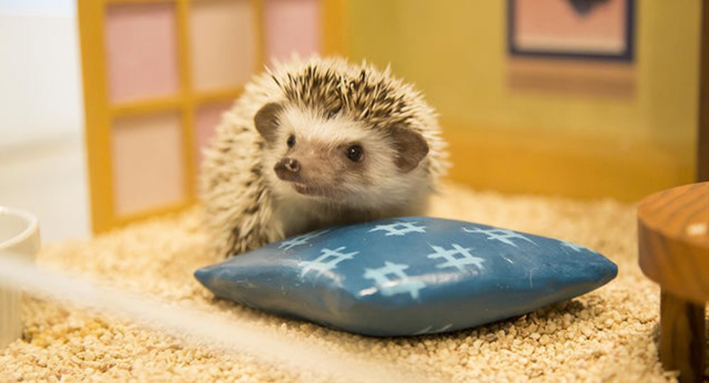 A hedgehog with a blue pillow
