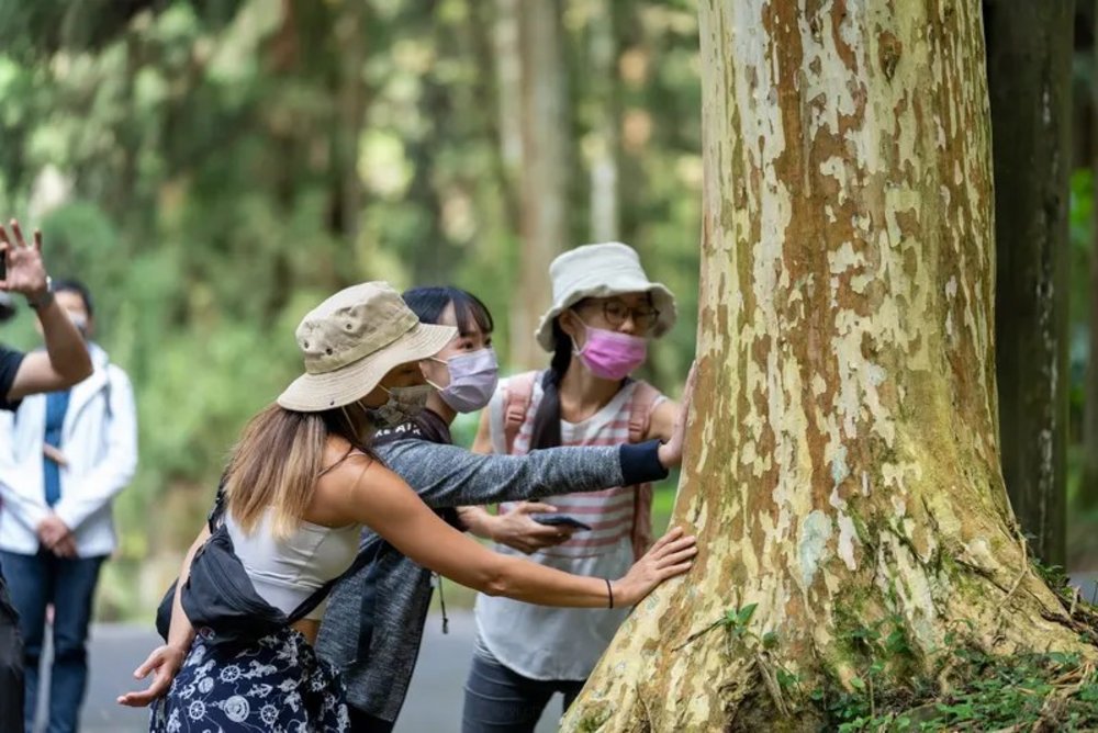 溪頭森林遊樂區