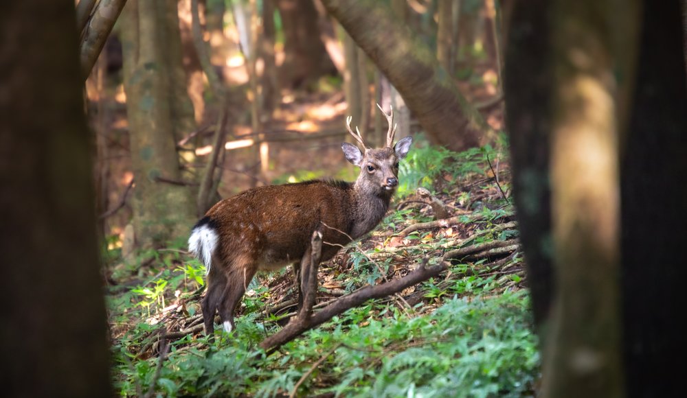 a deer in the forest looking straight into the camera
