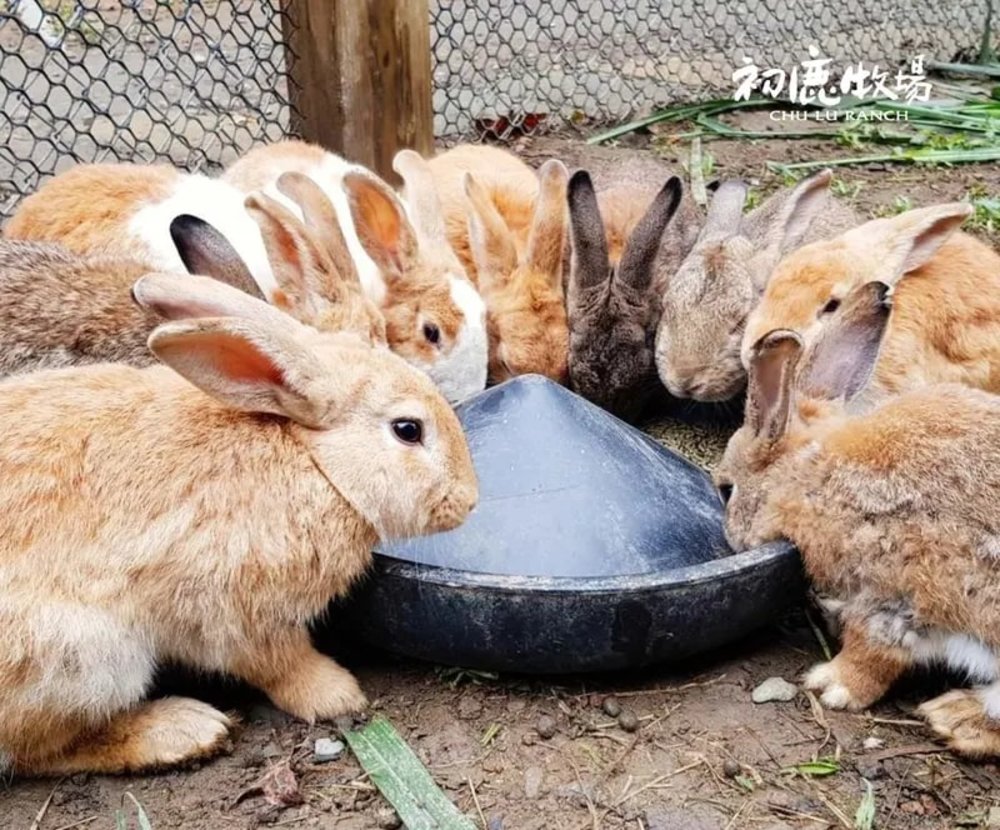 初鹿牧場 台東好去處