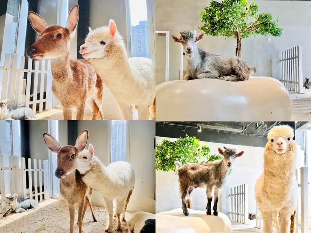 深圳親子遊, 深圳好去處, 深圳動物園, 深圳景點, 深圳野生動物園