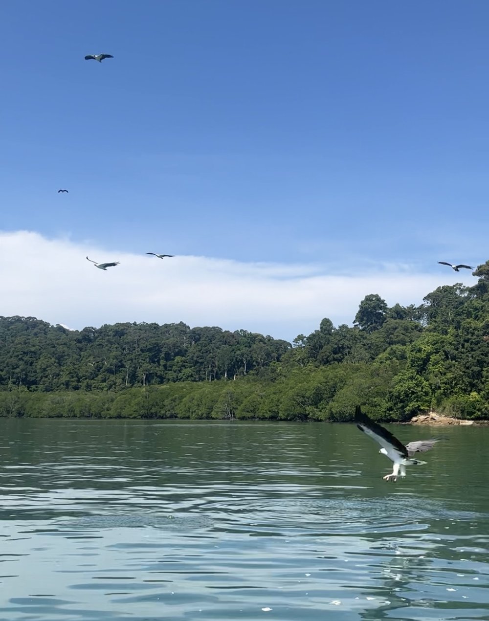 langkawi eagle feeding
