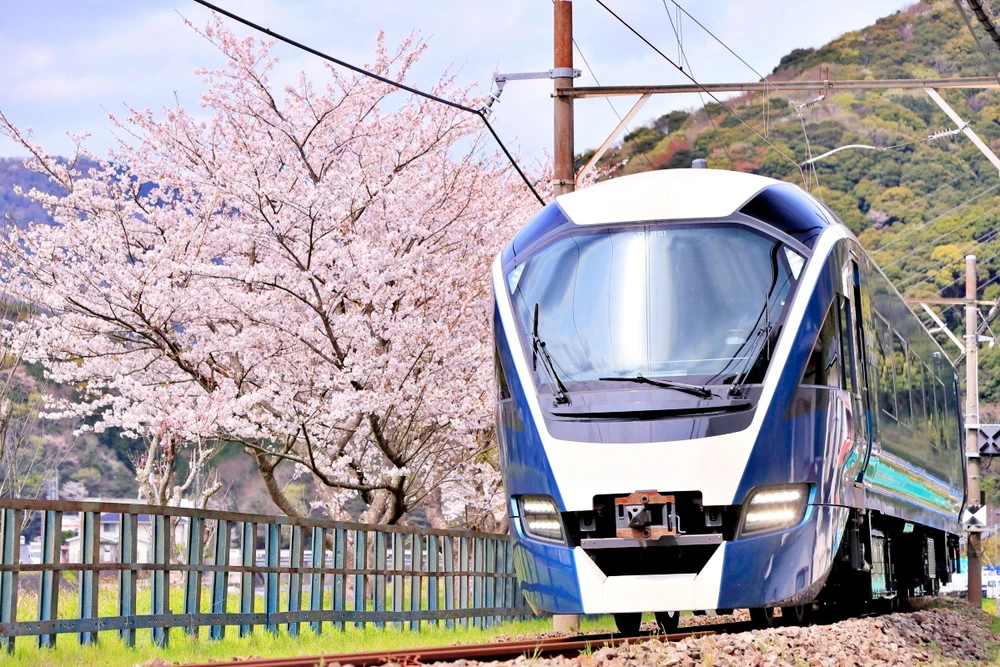 Train surrounds by Cherry Blossoms