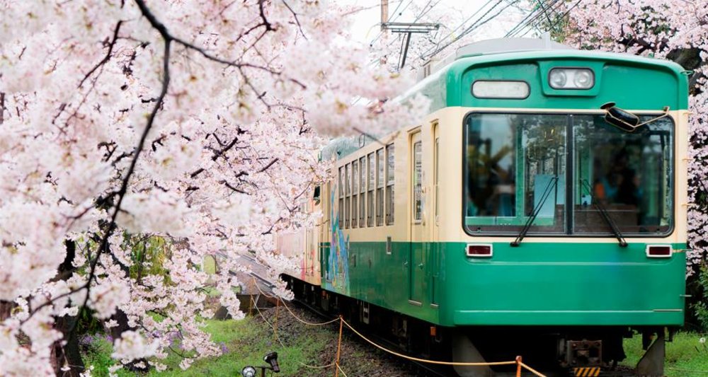 Cherry blossom and train