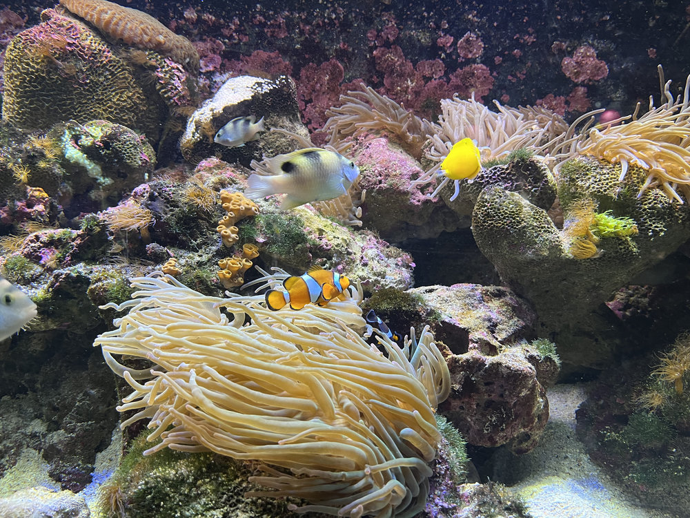 underwater world langkawi