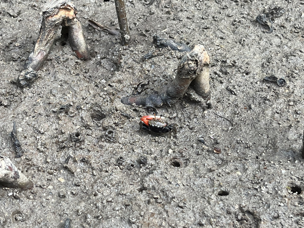 langkawi mangrove tour