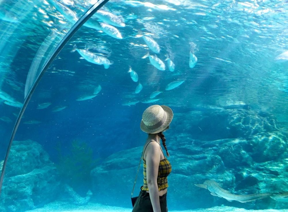 曼谷自由行|暹羅海洋世界