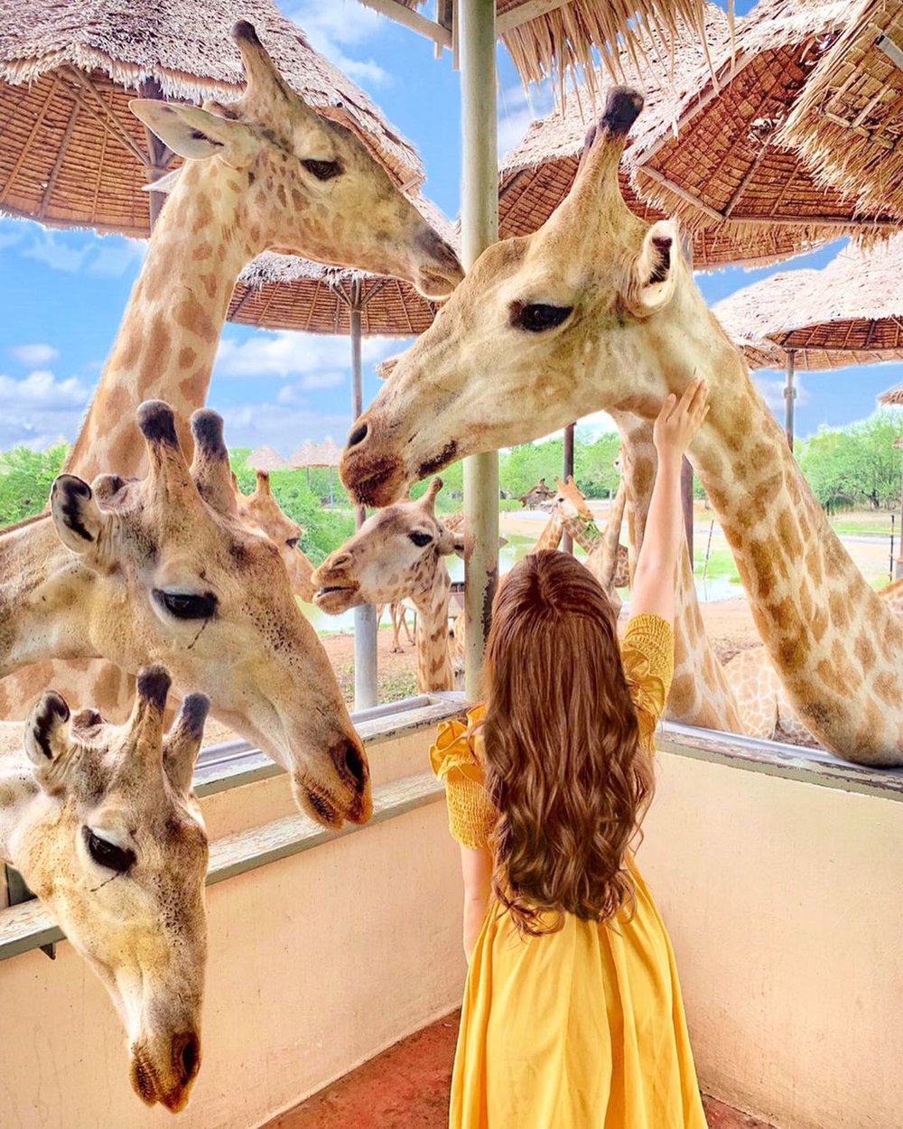 曼谷自由行|曼谷野生動物園 Safari World