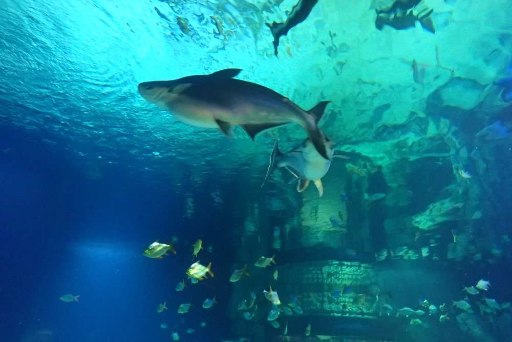 KH シェムリアップ Angkor Wildlife & Aquarium