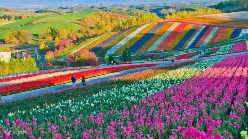 Hokkaido Flower Fields
