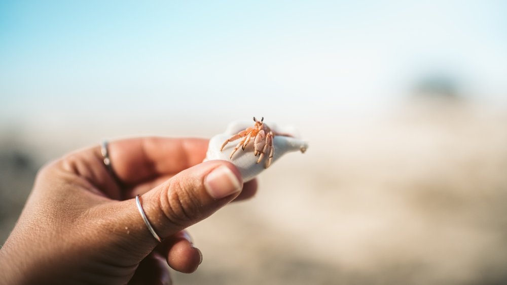 Sun, surf, and shellfish delights - a perfect day of coastal indulgence. Image credits to Taryn Elliott on Pexels