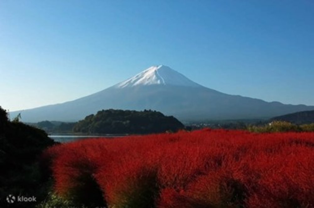 ทัวร์สวนโออิชิและภูเขาไฟฟูจิหนึ่งวัน พร้อมกิจกรรมเก็บผลไม้