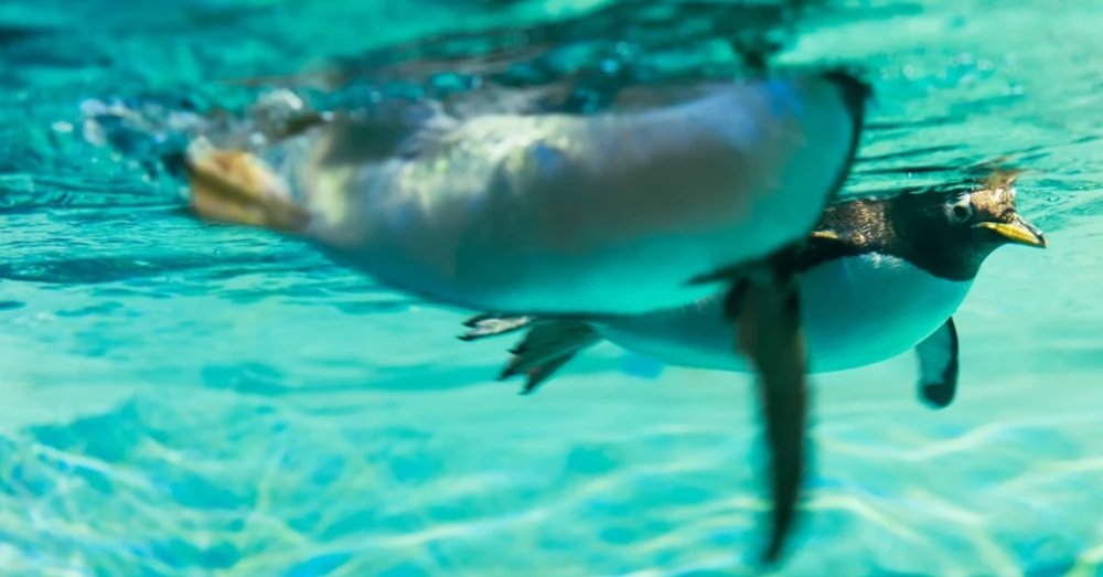 thien-duong-chim-bird-paradise