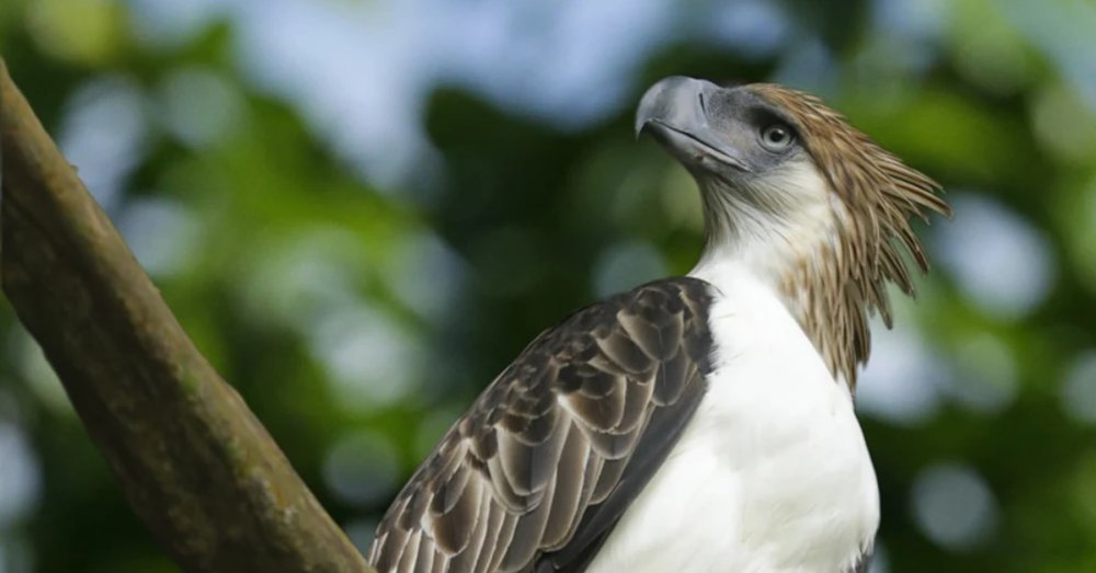 thien-duong-chim-bird-paradise