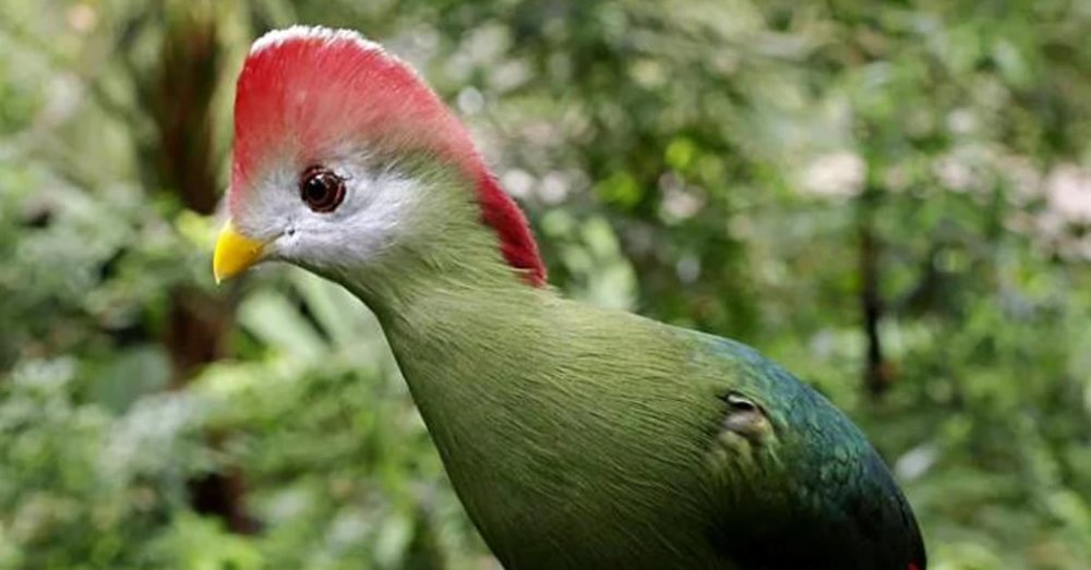 thien-duong-chim-bird-paradise