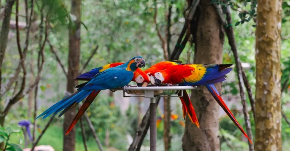 thien-duong-chim-bird-paradise