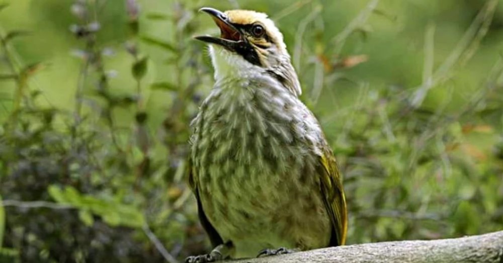 thien-duong-chim-bird-paradise