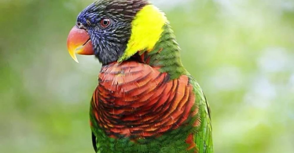 thien-duong-chim-bird-paradise