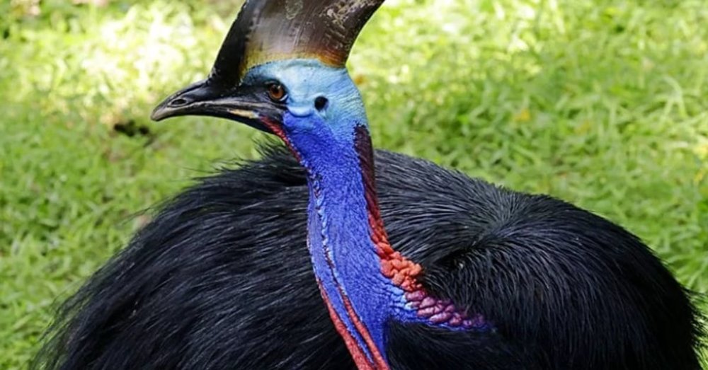 thien-duong-chim-bird-paradise