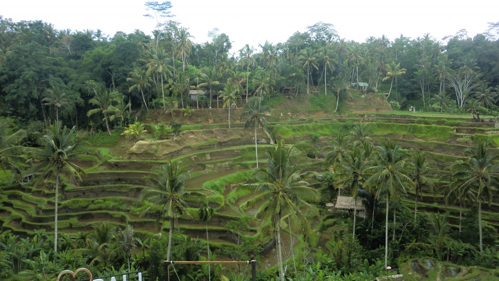 テガララン棚田  ID Bali