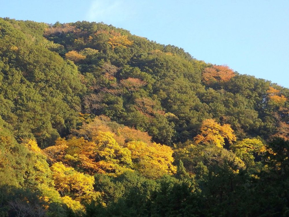 大阪楓葉景點｜犬鳴山