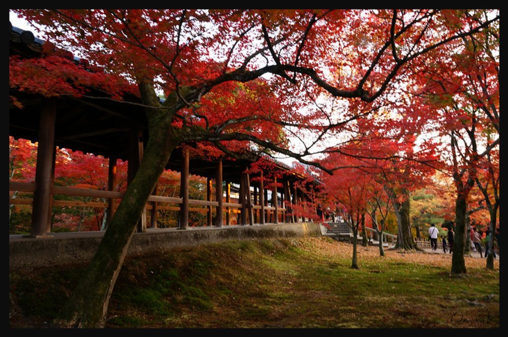 京都楓葉景點|東福寺