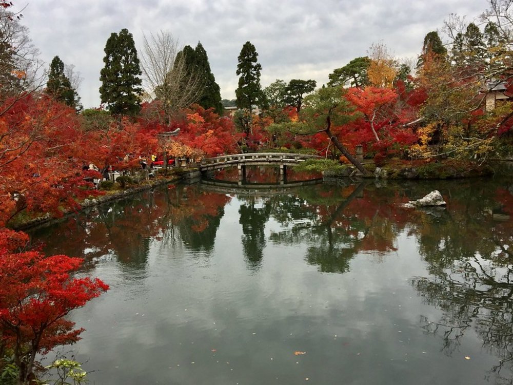 京都楓葉景點|永觀堂