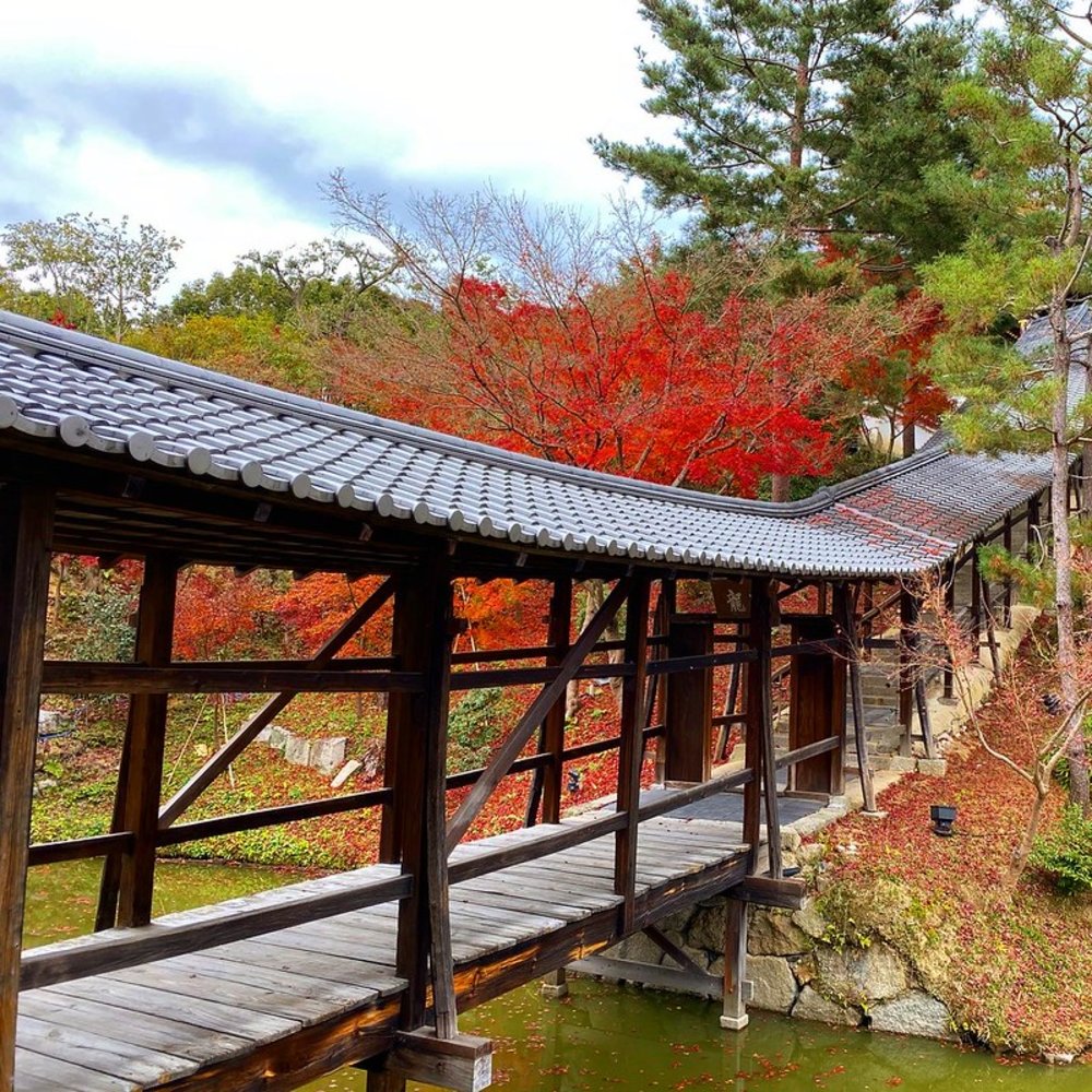 京都楓葉景點|高台寺