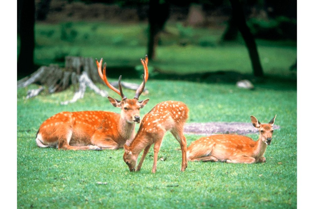 奈良一日遊 奈良景點 奈良