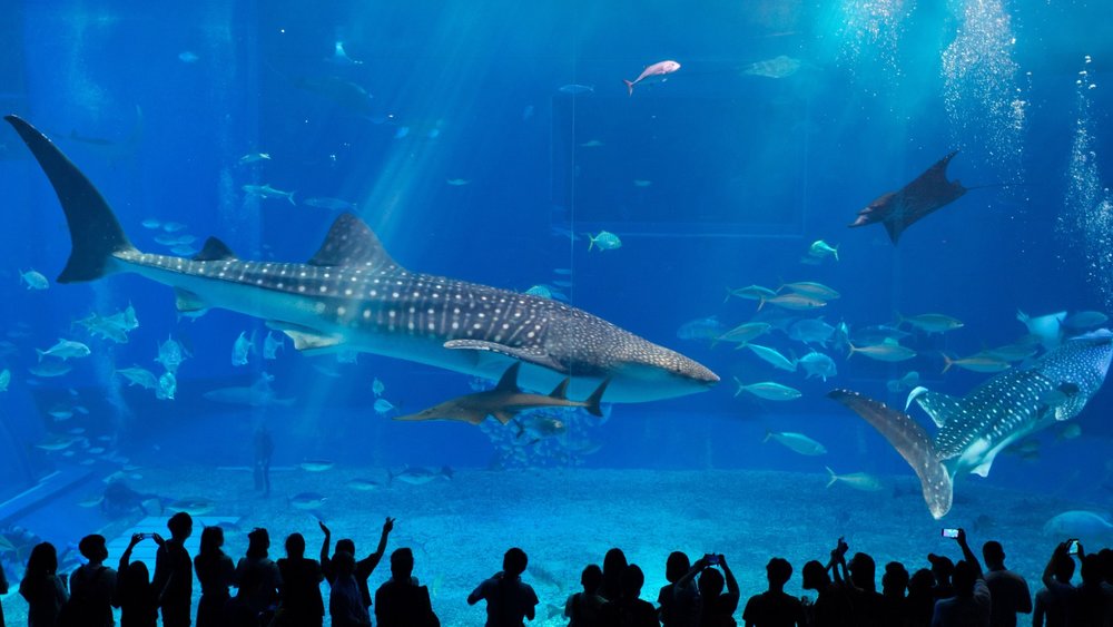 The Okinawa Churaumi Aquarium