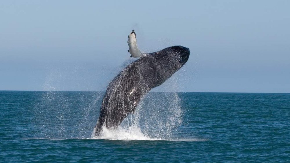 Humpback whale