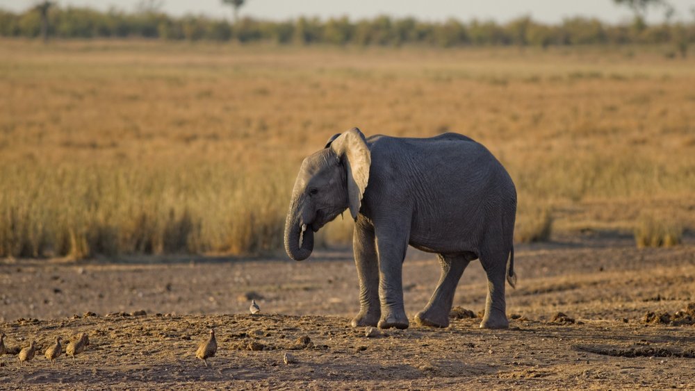 Elephant Nature Park