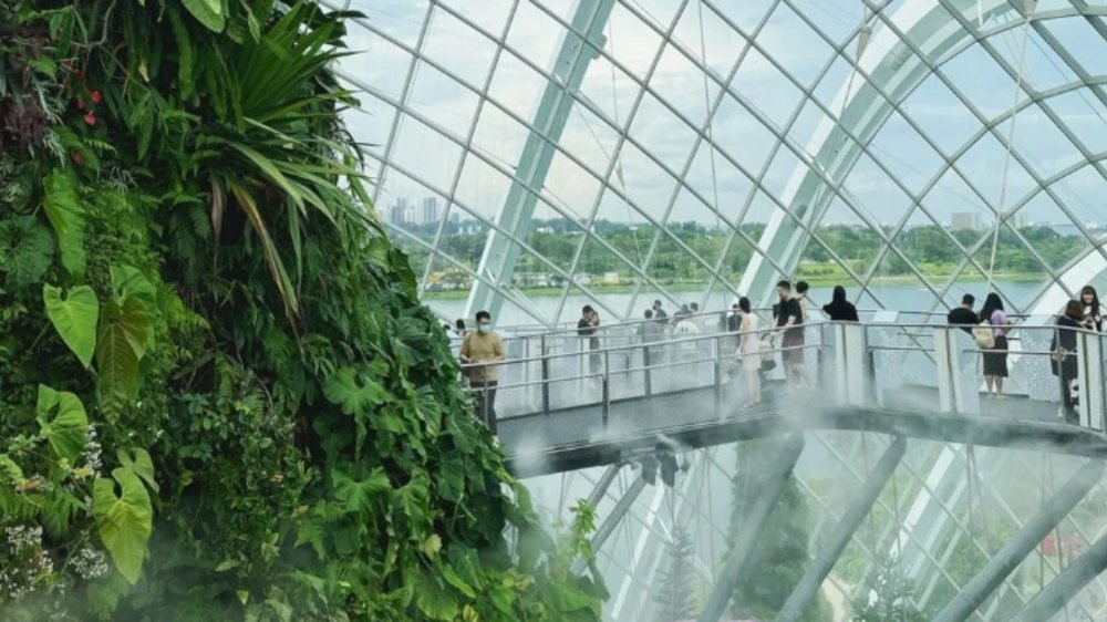 Cloud Forest