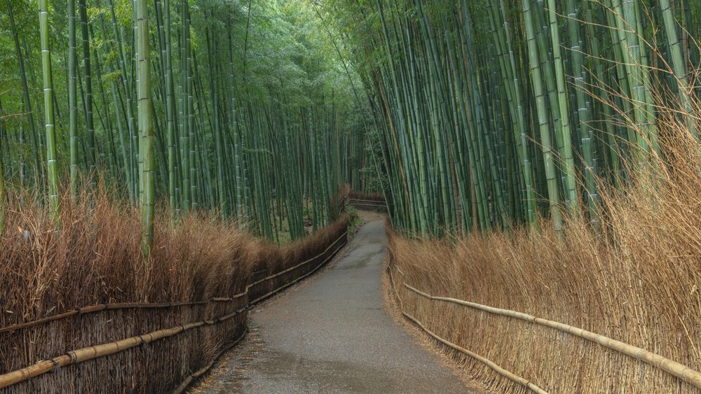 京都 竹林の小径