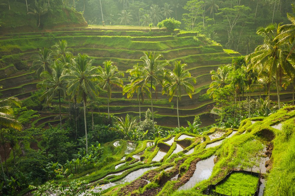 Tegalalang Rice Fields