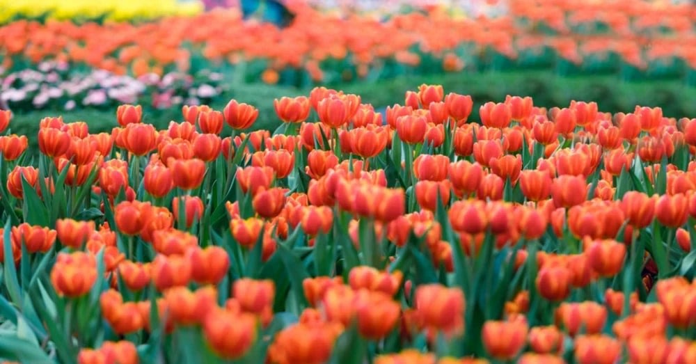 峴港巴拿山景點鬱金香節