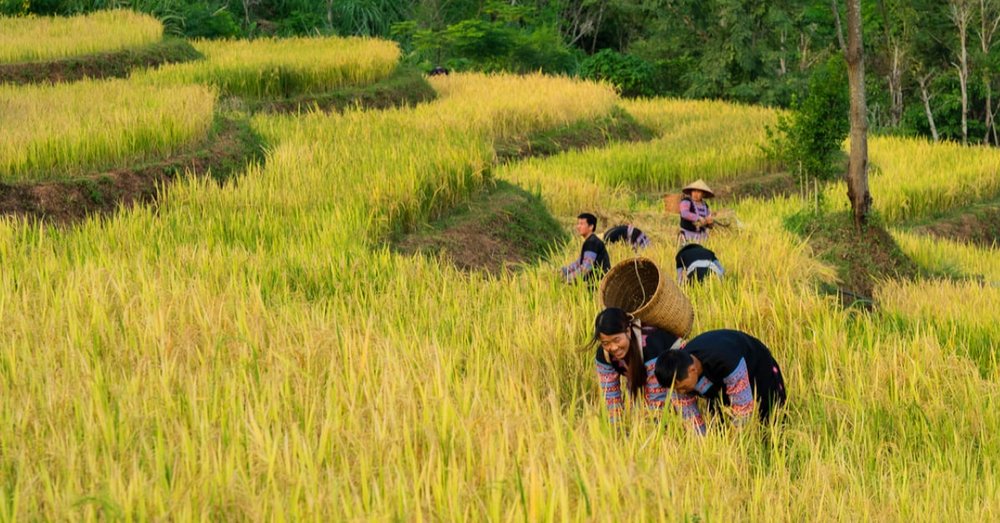 mai-chau