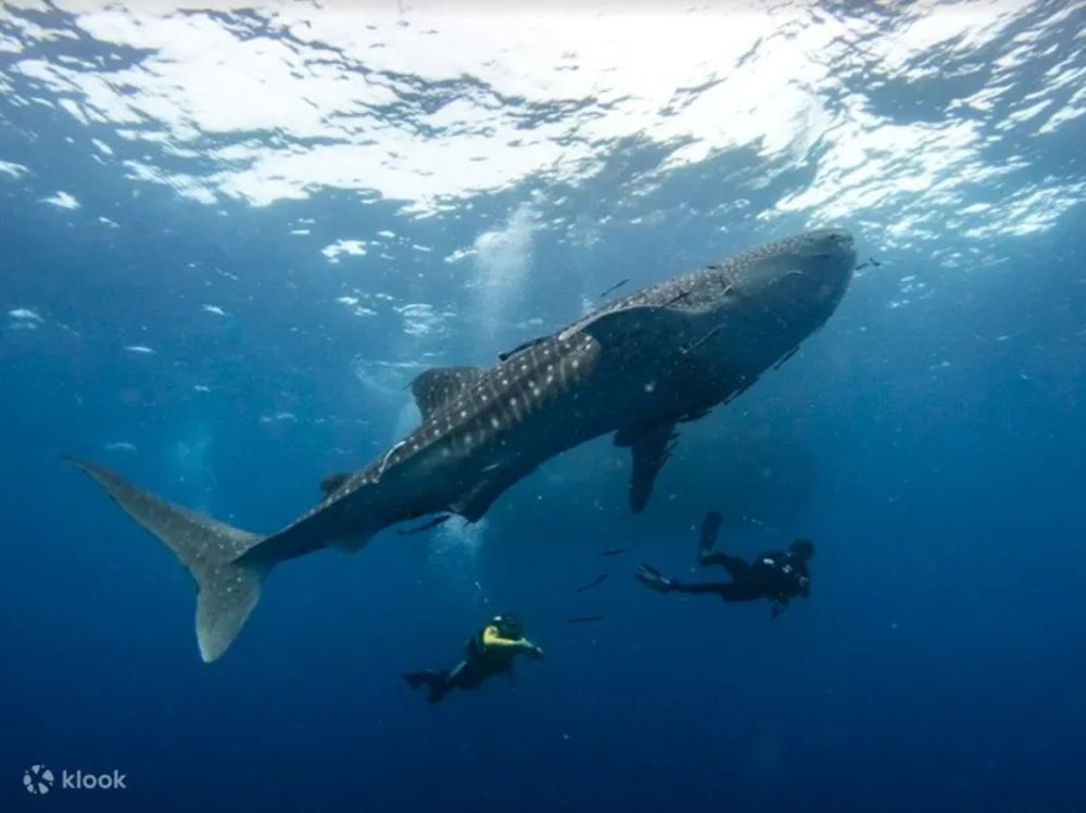 Divers swimming with whale shark