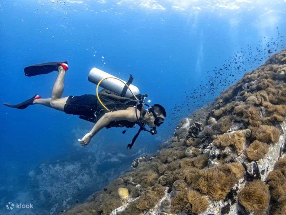 Scuba diver looking at the coral reefs